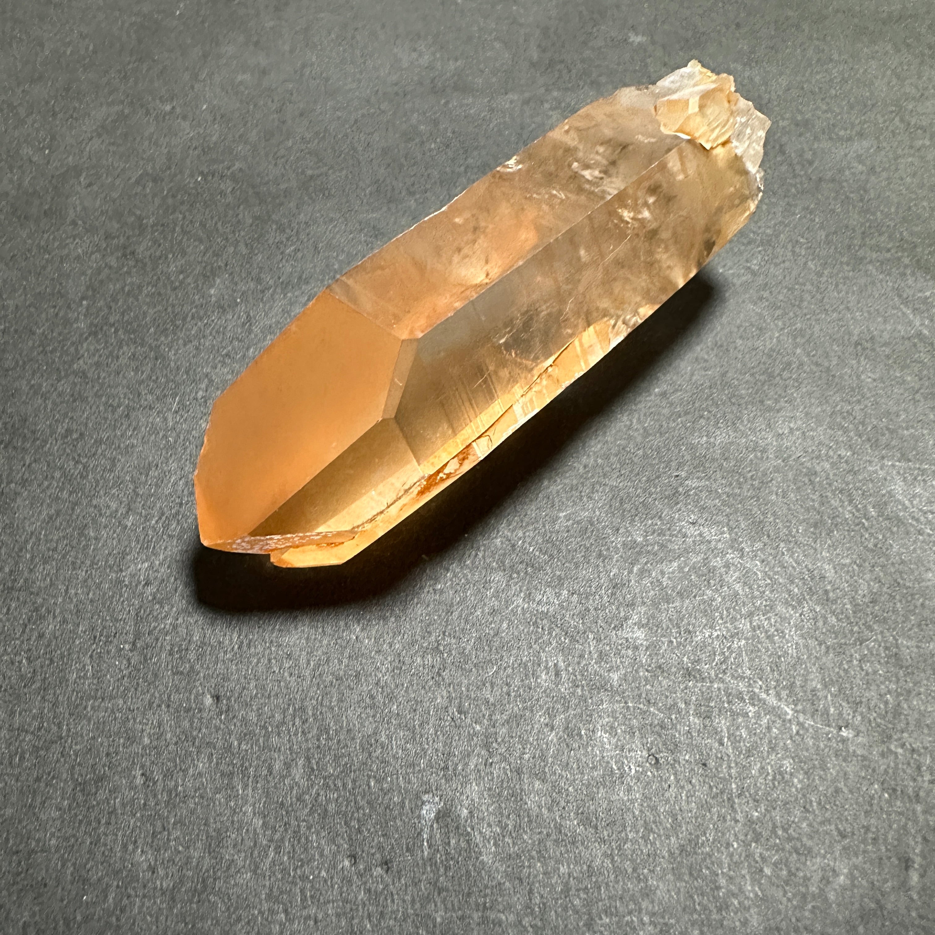 カブラル産ゴールデンレムリアン 隠れツイン