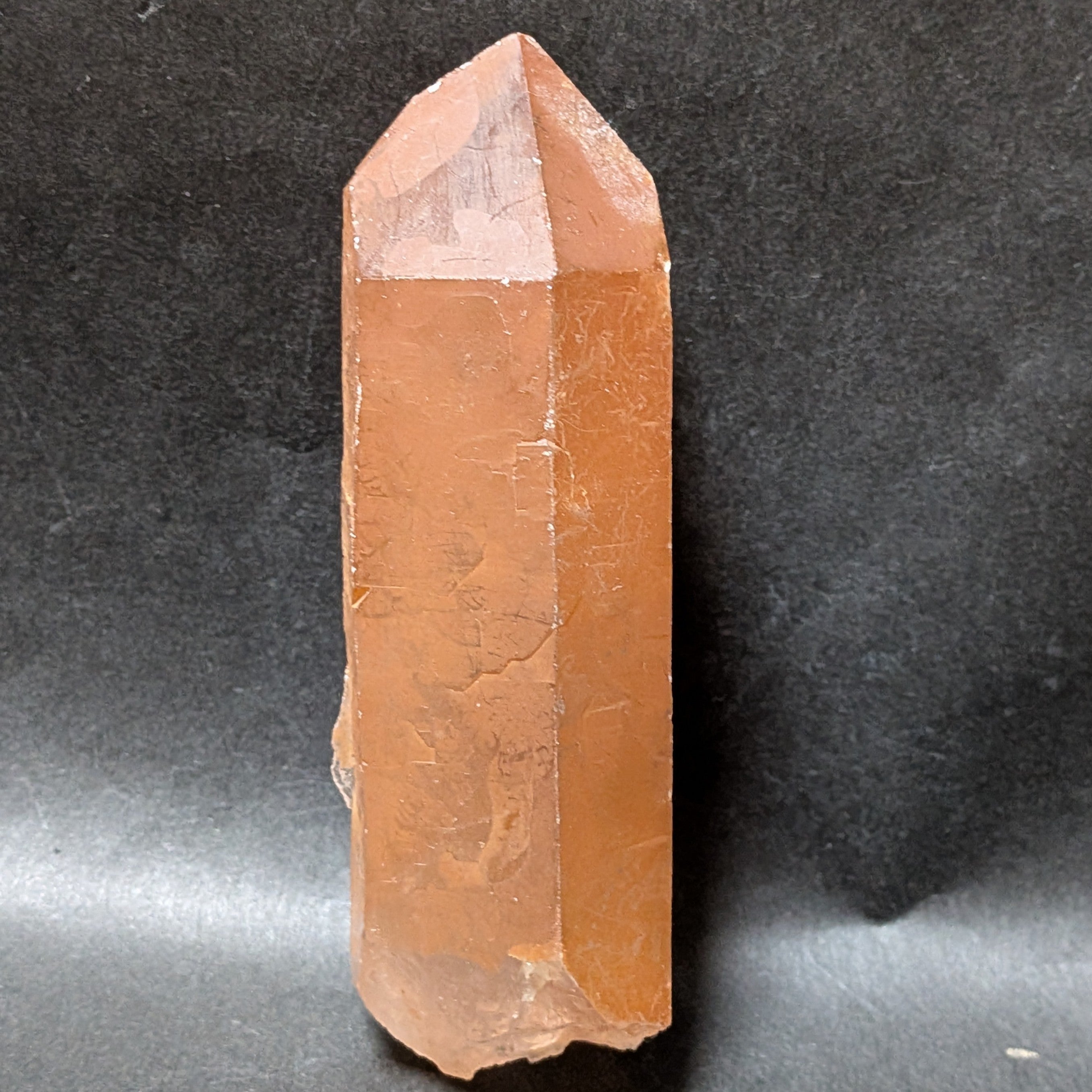 カブラル産ゴールデンレムリアン