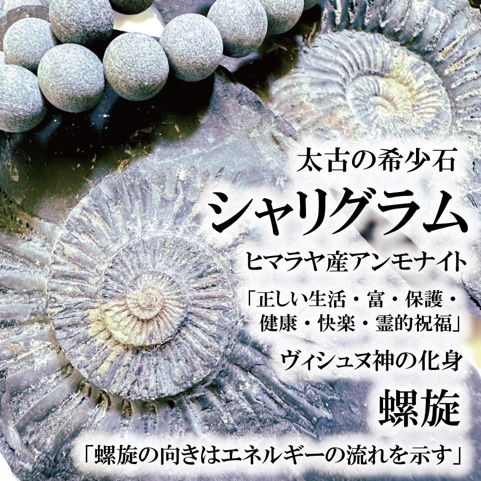 太古の希少石「シャリグラム」登場！